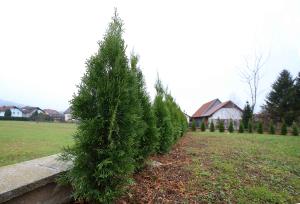 CIPRESE POKOPALIŠČE RAKEK 01 FOTO LJUBO VUKELIČ